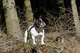 BOULEDOGUE FRANCAIS 213